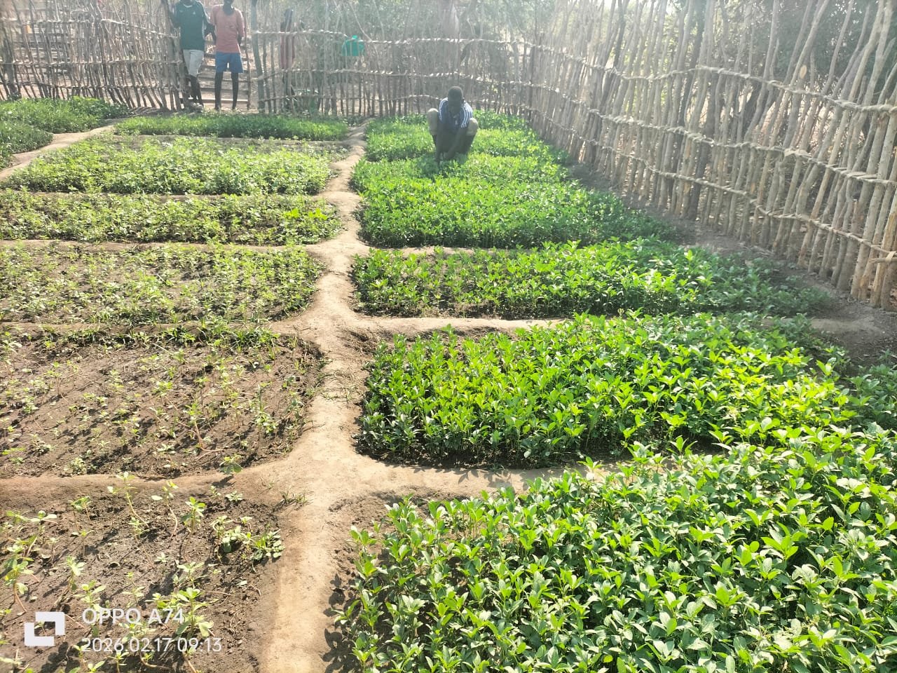 Climate-resilient seed varieties distributed to communities